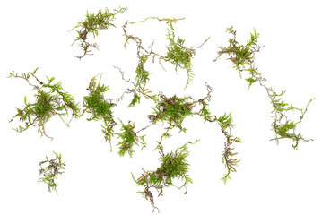 Green moss scattered, isolated on white background, top view, clipping 