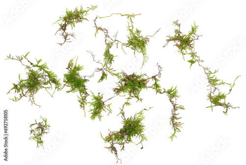 Green moss scattered, isolated on white background, top view, clipping  photo