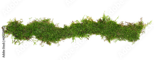 Canvas Print Green moss line, frame  isolated on white background, top view