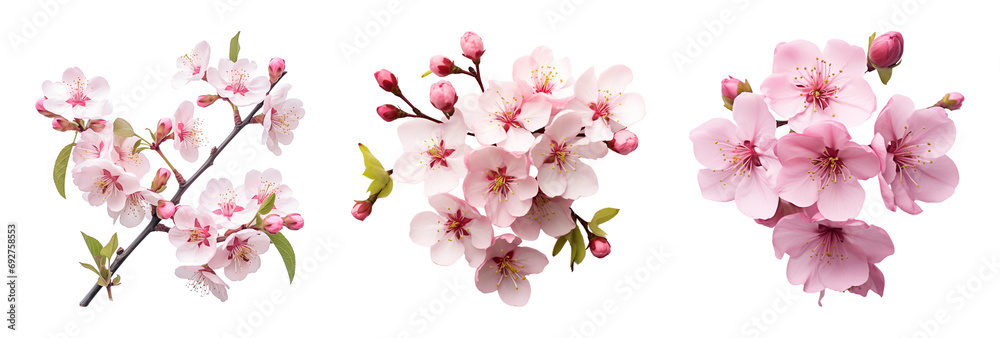 custom made wallpaper toronto digitalCherry blossoms isolated on a transparent background.