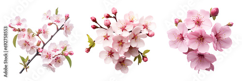 Wallpaper Mural Cherry blossoms isolated on a transparent background. Torontodigital.ca