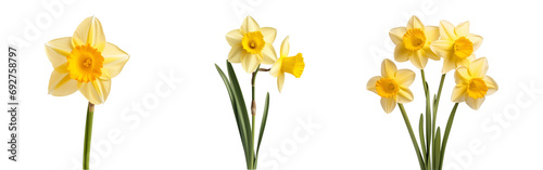 yellow daffodil flower isolated on transparent background.