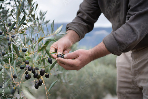 raccolta olive persona al lavoro agricoltore  photo