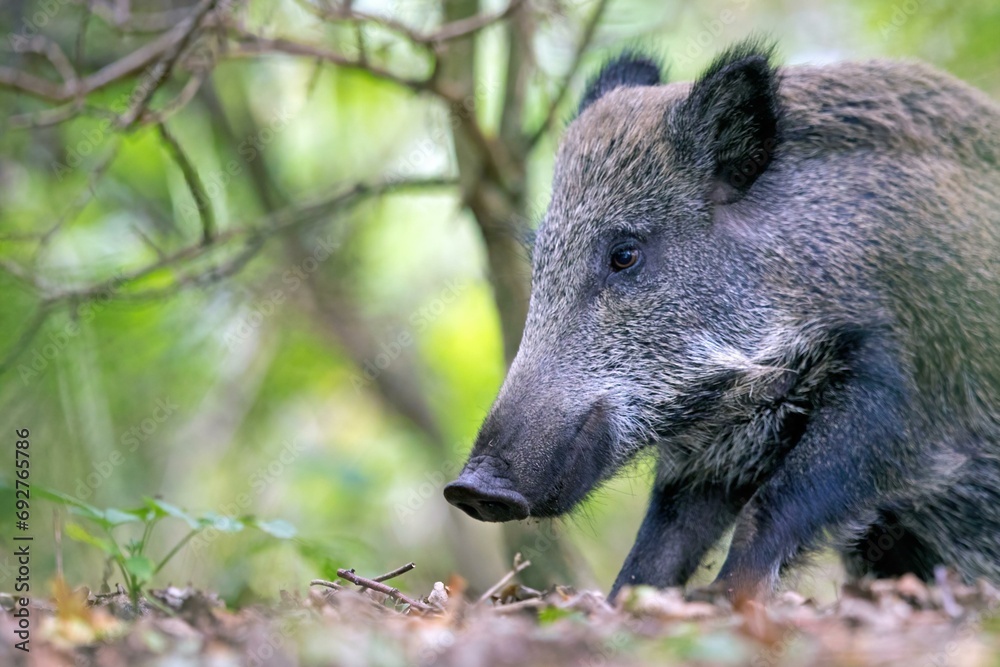 Wild boar (Sus scrofa) awakes in oak leaves, Prerow, Germany, Europe Wild boar (Sus scrofa) awakes in oak leaves, Prerow, Germany, Europe
