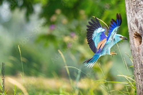 Roller (Coracius garrulus) Hungary
