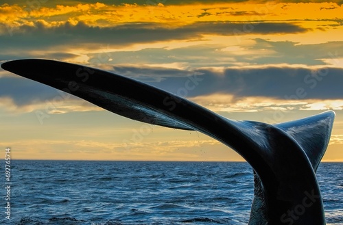 Fluke of a southern right whale (Eubalaena australis), Valdes Peninsula, Atlantic Ocean, Patagonia, Argentina, South America photo