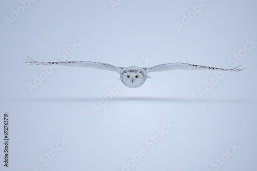 Female snowy owl (Nyctea scandiaca) (syn. Bubo scandiaca) flying low, wings spread, Quebec, Canada, North America photo