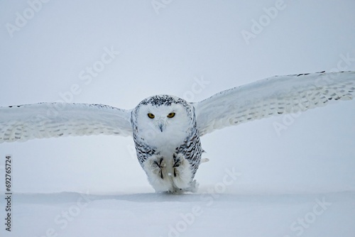 Female snowy owl (Nyctea scandiaca) (syn. Bubo scandiaca) sets down for landing, wings spread, talons visible, Quebec, Canada, North America photo