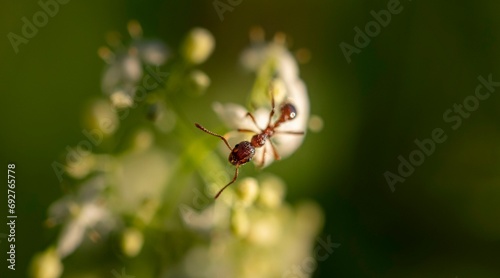 European fire ant (Myrmica rubra) sitting on a white flower, Bavaria, Germany, Europe photo