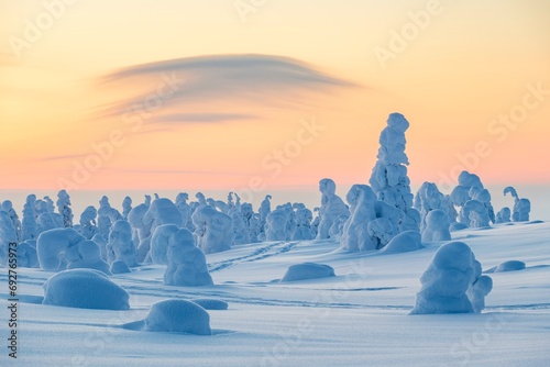 Snowed-in trees, winter landscape, Riisitunturi National Park, Posio, Lapland, Finland, Europe photo