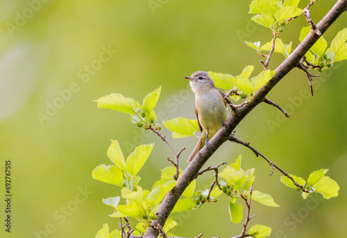 Warbling Vireo warbling from the tree tops