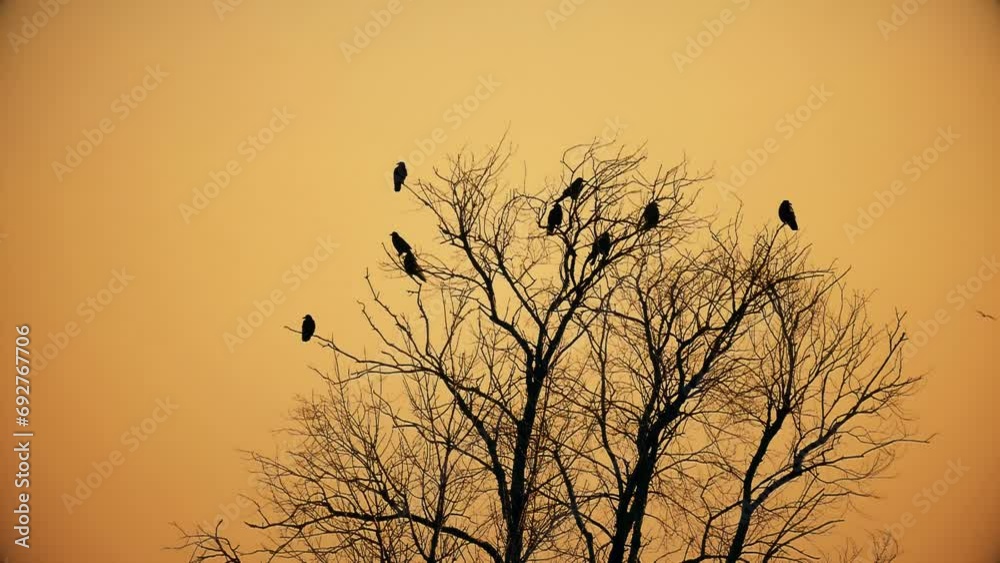 A flock of ravens take off from a tree in slow motion. Wildlife birds ...