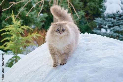 Cat of the Neva masquerade with blue eyes in the snow.