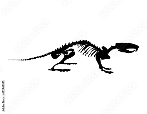 Rat Skeleton