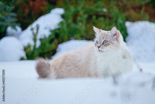 Cat of the Neva masquerade with blue eyes in the snow.