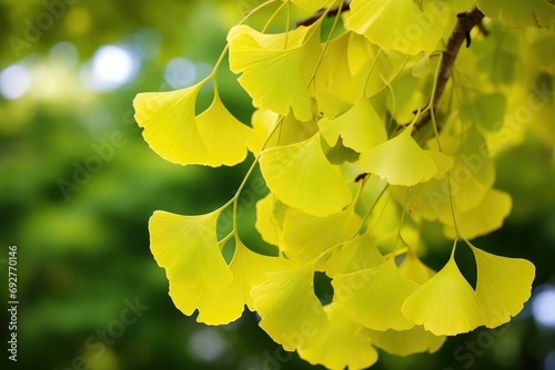 Ginko biloba plant leaves. For the mind, for memory. It is an antioxidant. photo