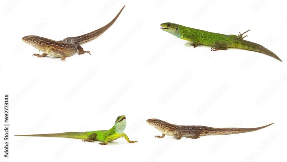 lizard isolated on white background screen lizard isolated on white background screen