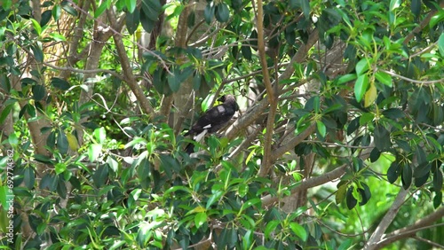 Pied Currawong Australian Native Bird in Tree, Butcherbird, Magpie
