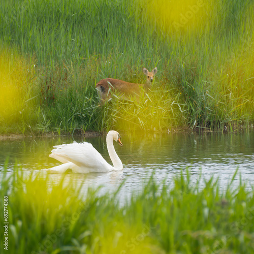 Chinese water deer looks on as Swan cruises by