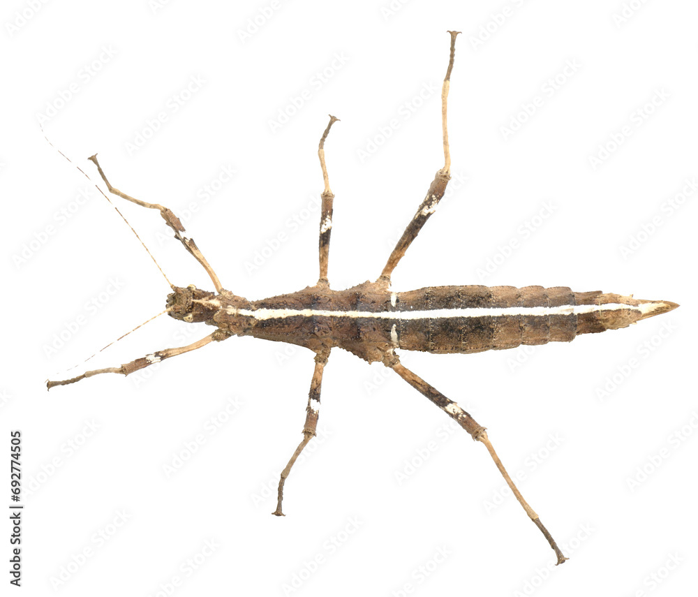 Sungaya inexpectata isolated on transparent background top view. Insect pattern for design. Sungaya inexpectata isolated on transparent background top view. Insect pattern for design.
