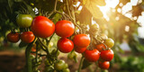 Ripe Tomatoes Hanging on Tomato Plant in a Garden. Close-up View of Tomatoes Ready for Harvesting. Concept of Healthy Eating and Organic Farming.
