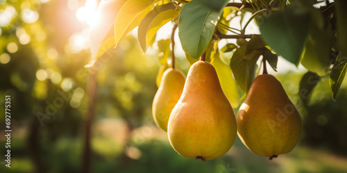 Ripe Pears on Pear Tree Branch in Orchard. Close-up View of Pears Ready for Harvesting. Concept of Healthy Eating and Organic Farming.