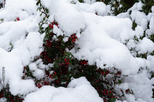 Snow Covered Holly Berries Close-up © PhotoRK