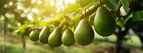 Ripe Avocados Hanging in a Row on Avocado Tree Branch in Orchard. Horizontal Banner with Close-up View of Avocados Ready for Harvesting. Concept of Healthy Eating and Organic Farming.