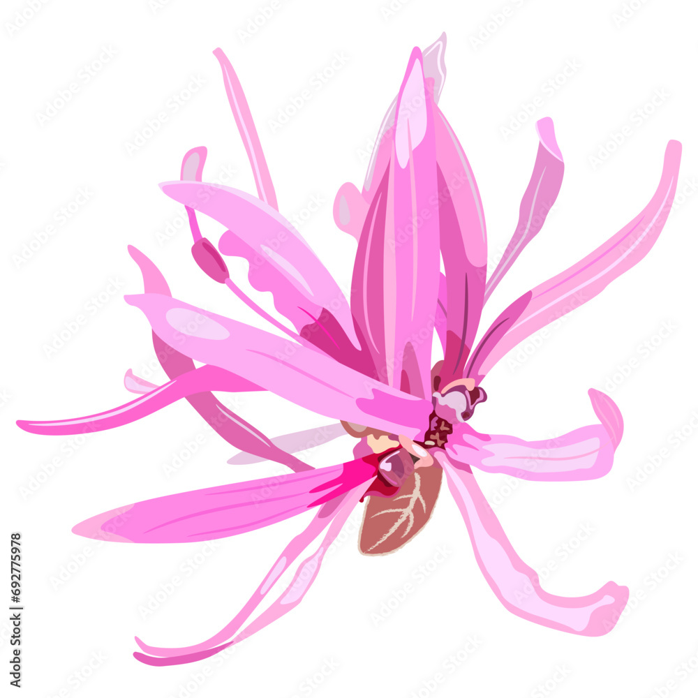 Single blooming flower of Loropetalum Chinense plant. Pink blossom. Chinese fringe flower or strap flower. Isolated vector illustration.