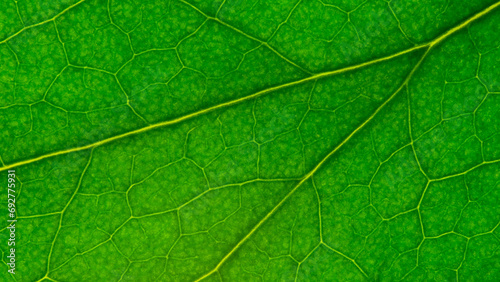 Close-up Green, Textured Leaf, Macro

