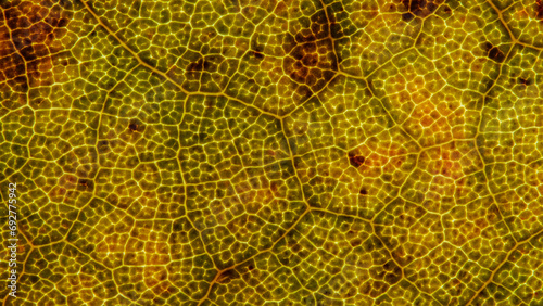 Close-Up Mixed Color Leaf