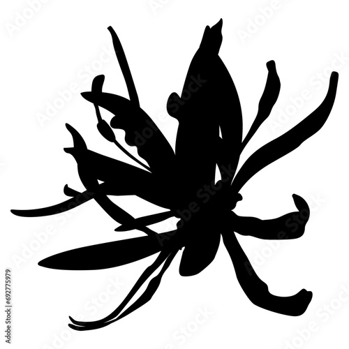 Single blooming flower of Loropetalum Chinense plant. Exotic blossom. Chinese fringe flower or strap flower. Black silhouette on white background. photo