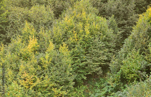 Texture of a mountain forest with many green trees. View from high