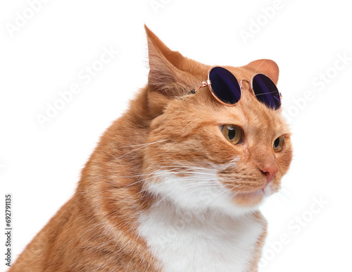 Cute ginger cat with stylish sunglasses on white background