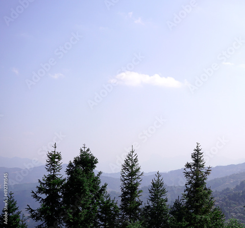 Pine trees tops int he background of mountain range and sky photo