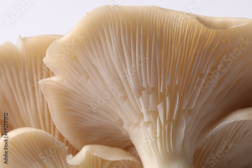 Fresh oyster mushrooms on white background, macro view