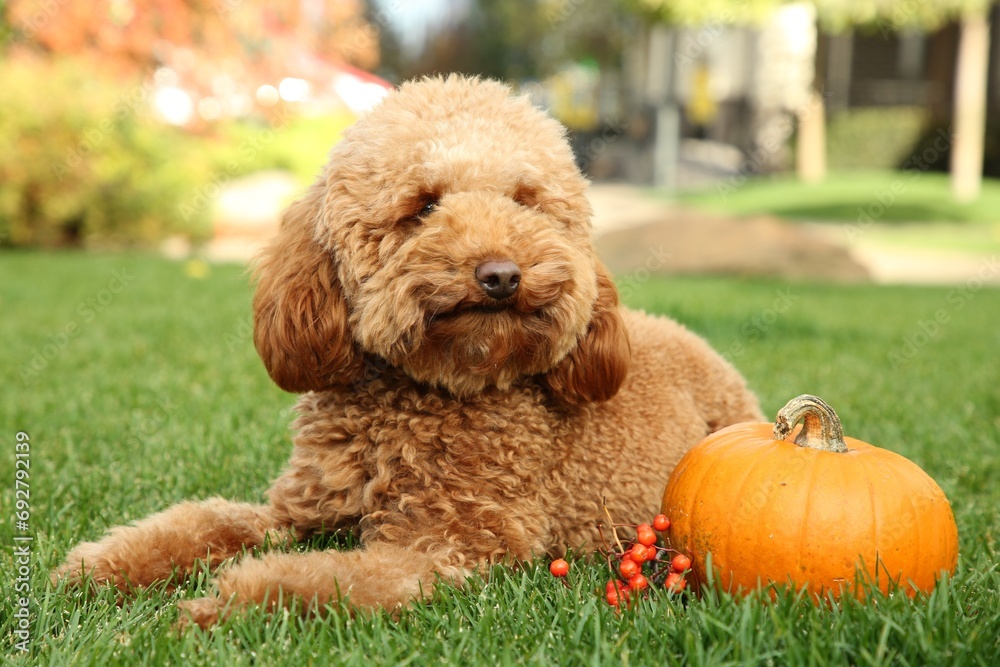 Cute fluffy dog, pumpkin and red berries on green grass in park