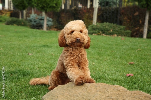 Cute fluffy dog near stone in park
