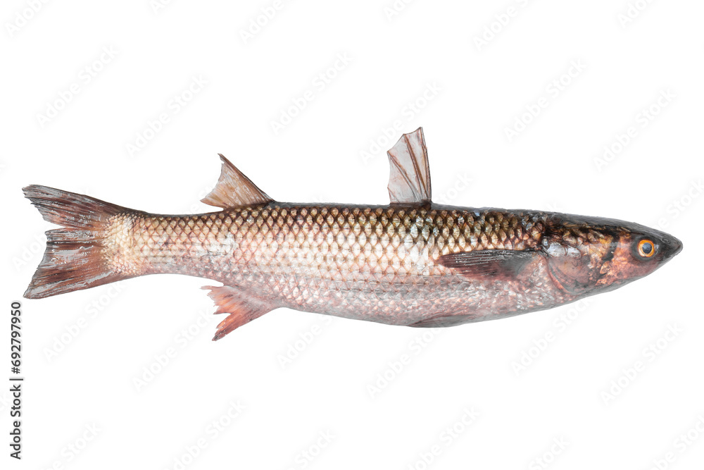 Pilengas fish isolated on transparent background. Fresh fish object for design. Mullet fish Pilengas fish isolated on transparent background. Fresh fish object for design. Mullet fish