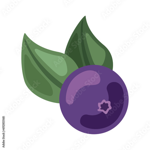 acai berry illustration