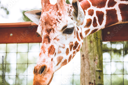 Photography Animals