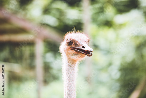 ostrich head close up © Alyse