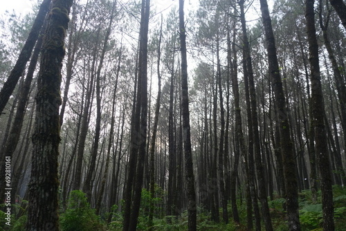 Forest Pinus in Bandung Indonesia © abdul gapur dayak