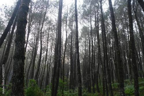Forest Pinus in Bandung Indonesia