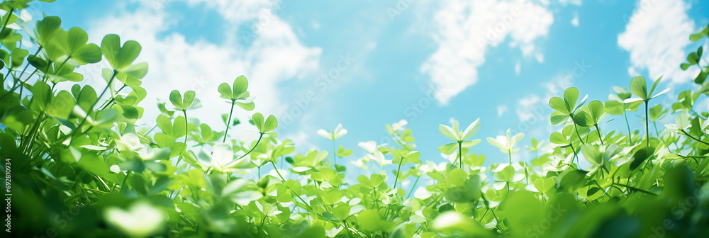 Shamrock field landscape on bright sunny morning