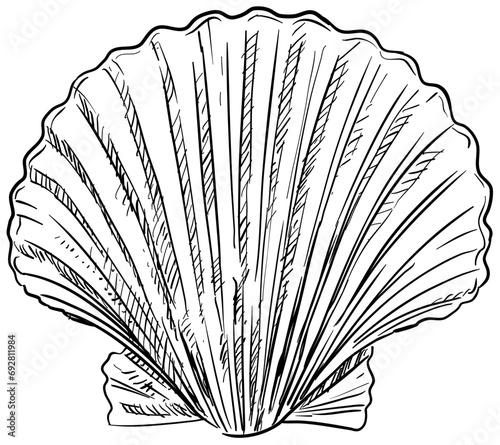 shell handdrawn illustration