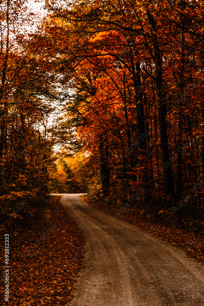 Naklejka premium autumn in the forest