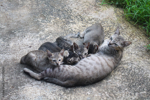 Mother cat is breastfeeding her kitten in the backyard.