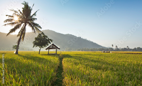 Rice fields in the morning light. rural feel landscape with valley in mist behind forest. a house and tree in the middle and fluffy clouds in a clear sky. concept of natural freshness