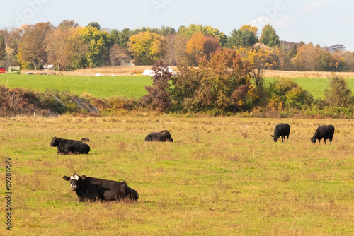 This beautiful field of cows really shows the farmland and how open this area is. The black bovines stretched across the beautiful green meadow out grazing with the cloudy sky above.